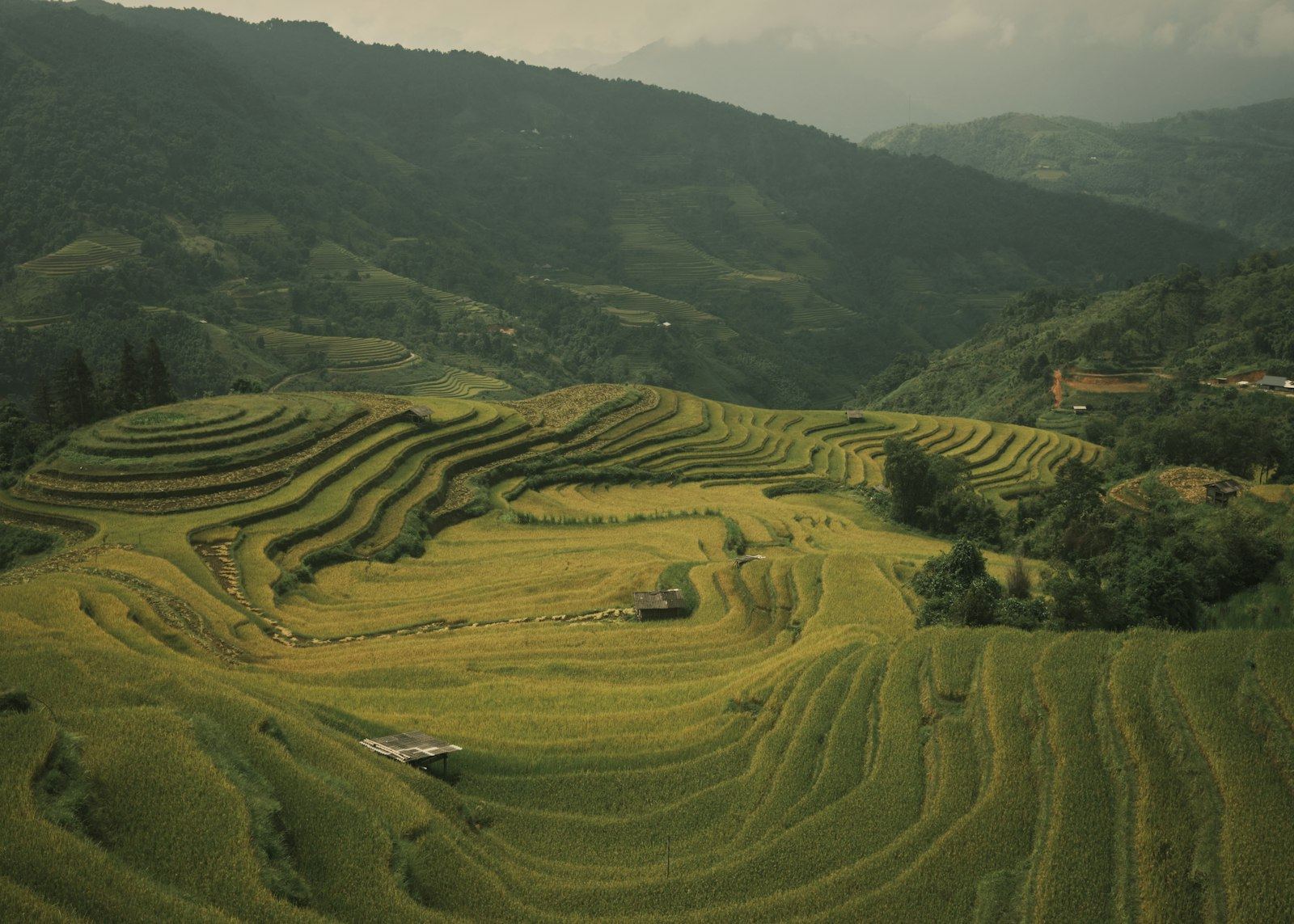 Layered rice terraces and misty mountains in Ha Giang, Vietnam